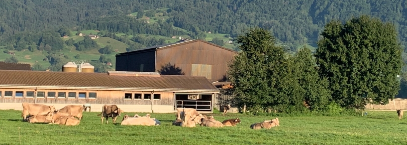 Kühe auf der Weide am Gutsbetrieb LZSG